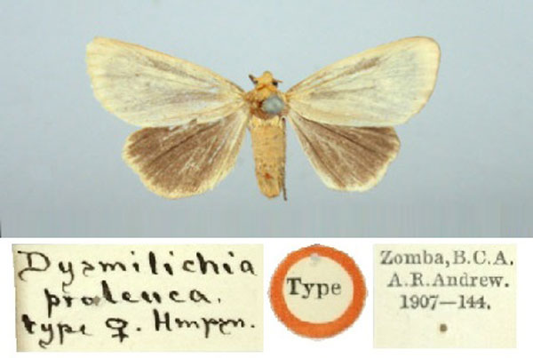 /filer/webapps/moths/media/images/P/proleuca_Dysmilichia_HT_BMNH.jpg