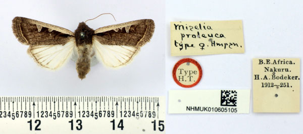 /filer/webapps/moths/media/images/P/proleuca_Miselia_HT_BMNH.jpg