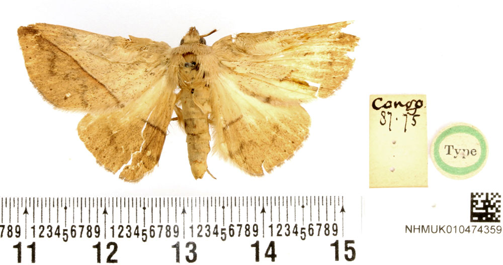 /filer/webapps/moths/media/images/P/prompta_Obba_HT_BMNH.jpg