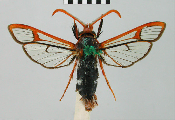 /filer/webapps/moths/media/images/P/propyria_Paranthrene_HT_BMNH.jpg