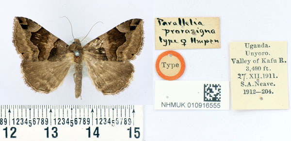 /filer/webapps/moths/media/images/P/prorasigna_Parallelia_HT_BMNH.jpg
