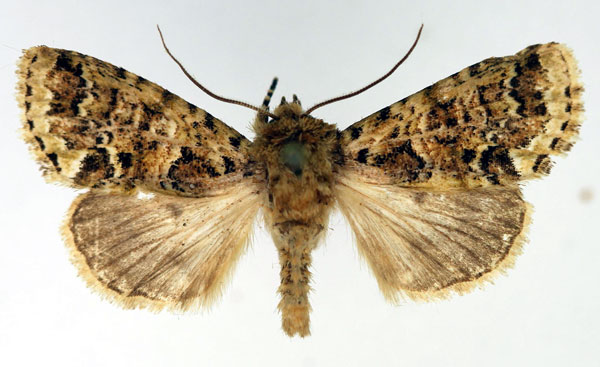 /filer/webapps/moths/media/images/P/proteoides_Pseudelaeodes_AM_Aulombard.jpg