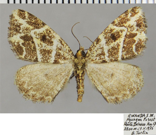 /filer/webapps/moths/media/images/P/prouti_Xylopteryx_AM_ZSMa.jpg