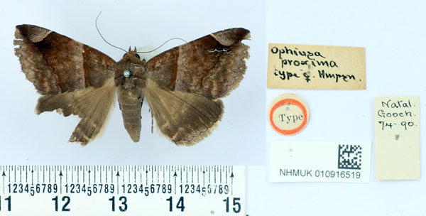 /filer/webapps/moths/media/images/P/proxima_Ophiusa_HT_BMNH.jpg