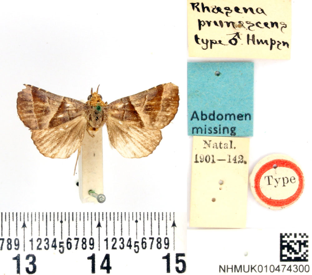 /filer/webapps/moths/media/images/P/prunescens_Rhaesena_HT_BMNH.jpg
