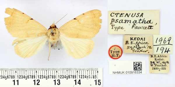 /filer/webapps/moths/media/images/P/psamatha_Ctenusa_HT_BMNH.jpg