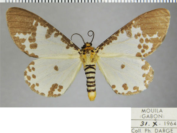 /filer/webapps/moths/media/images/P/pseudabraxas_Rhodophthitus_AM_ZSMa.jpg