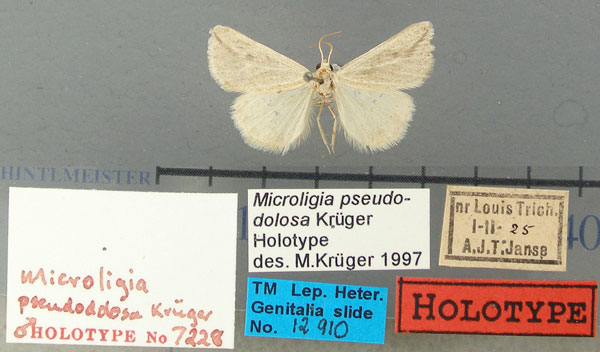 /filer/webapps/moths/media/images/P/pseudodolosa_Microligia_HT_TMSA.jpg