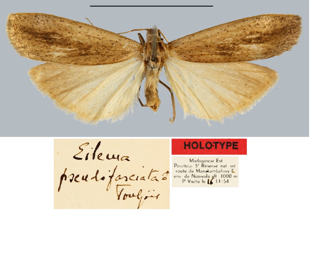 /filer/webapps/moths/media/images/P/pseudofasciata_Eilema_HT_MNHN.jpg