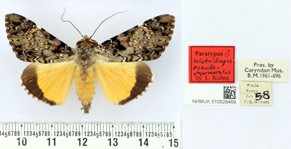 /filer/webapps/moths/media/images/P/pseudomarmoratus_Ulotrichopus_PTM_BMNH.jpg