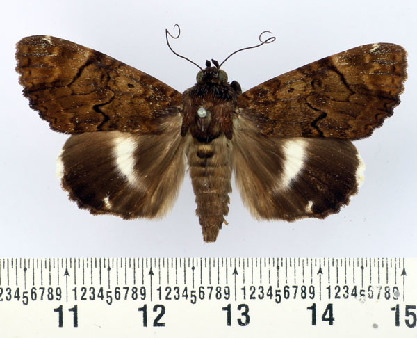 /filer/webapps/moths/media/images/P/pseudonatalensis_Nagia_AF_BMNH.jpg