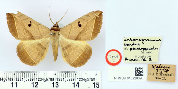 /filer/webapps/moths/media/images/P/pseudopardalis_Entomogramma_HT_BMNH.jpg