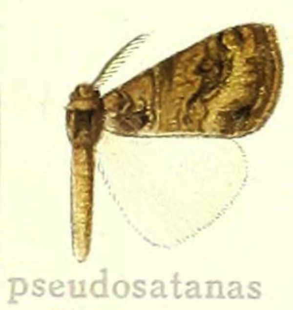 /filer/webapps/moths/media/images/P/pseudosatanas_Dasychira_HT_Hering_25c.jpg