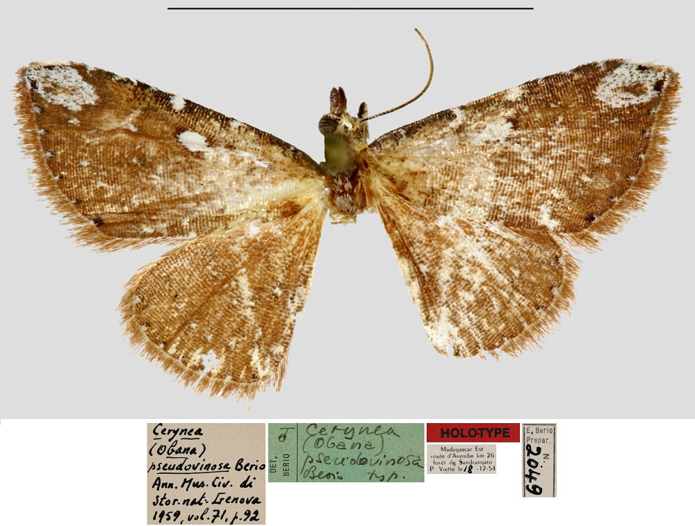 /filer/webapps/moths/media/images/P/pseudovinosa_Cerynea_HT_MNHN.jpg