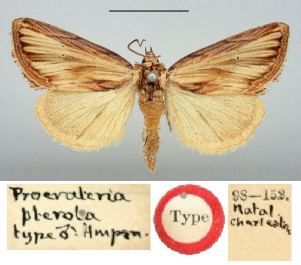 /filer/webapps/moths/media/images/P/pterota_Procrateria_HT_BMNH.jpg