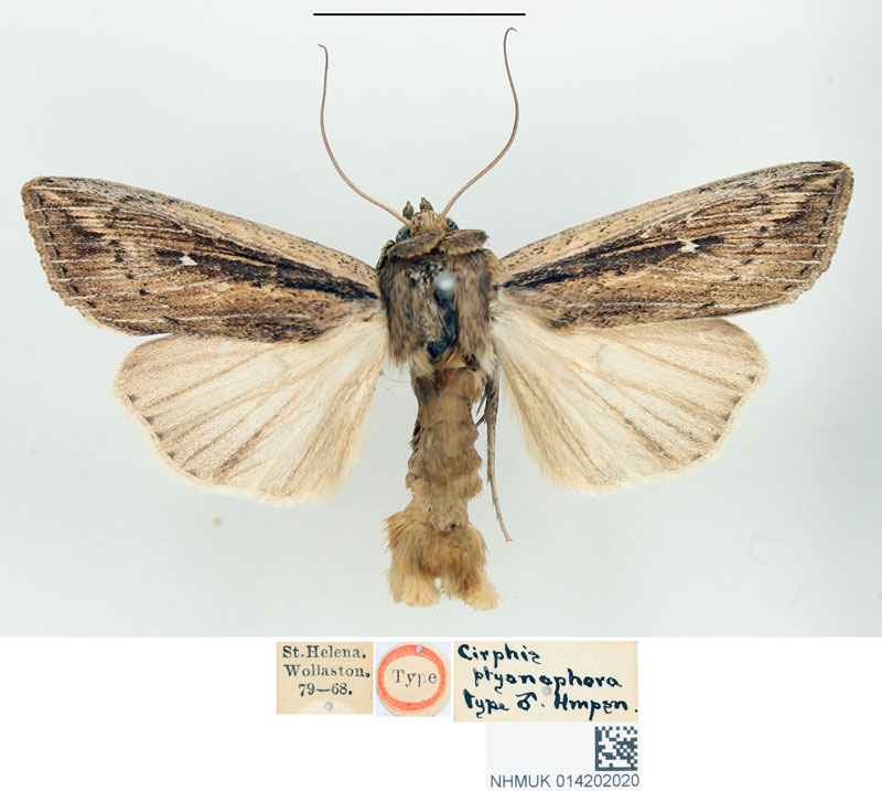 /filer/webapps/moths/media/images/P/ptyonophora_Cirphis_STM_BMNH_01.jpg