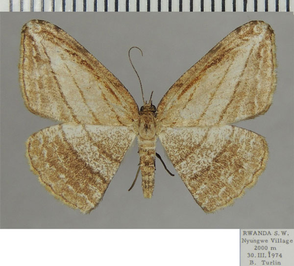/filer/webapps/moths/media/images/P/pudens_Anoectomychus_AF_ZSM.jpg