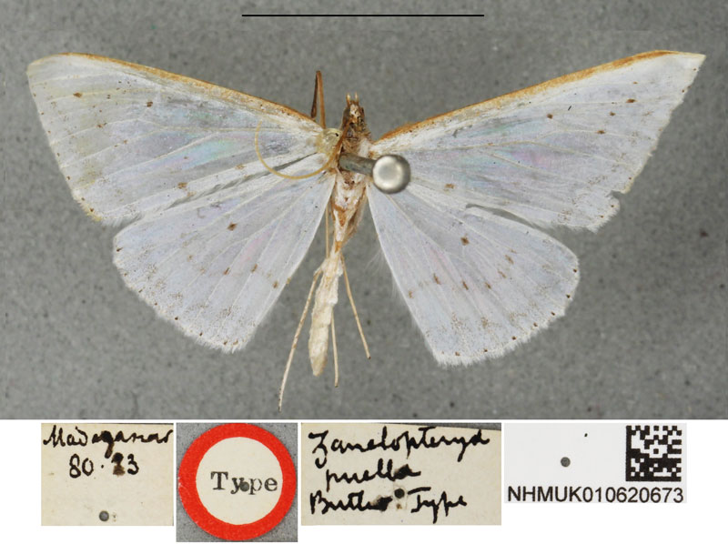 /filer/webapps/moths/media/images/P/puella_Zanclopteryx_HT_BMNH.jpg