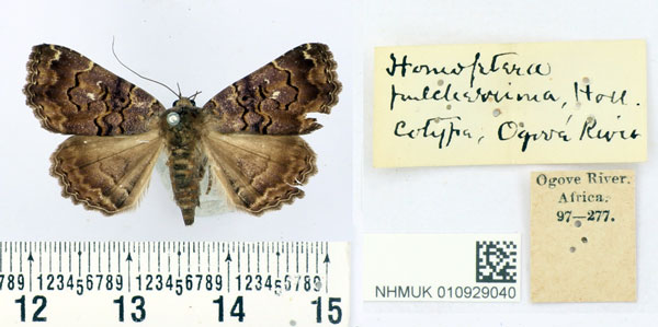 /filer/webapps/moths/media/images/P/pulcherrima_Homoptera_ST_BMNH.jpg