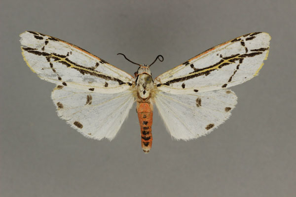 /filer/webapps/moths/media/images/P/pulchra_Amsactarctia_HT_BMNH.jpg