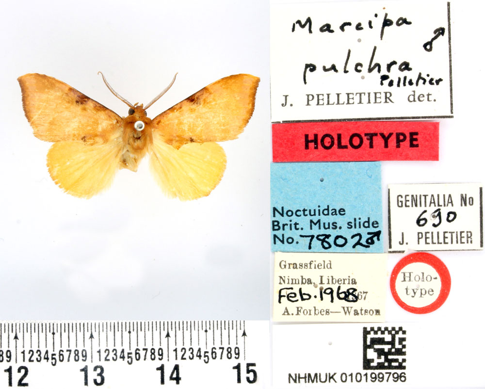 /filer/webapps/moths/media/images/P/pulchra_Marcipa_HT_BMNH.jpg