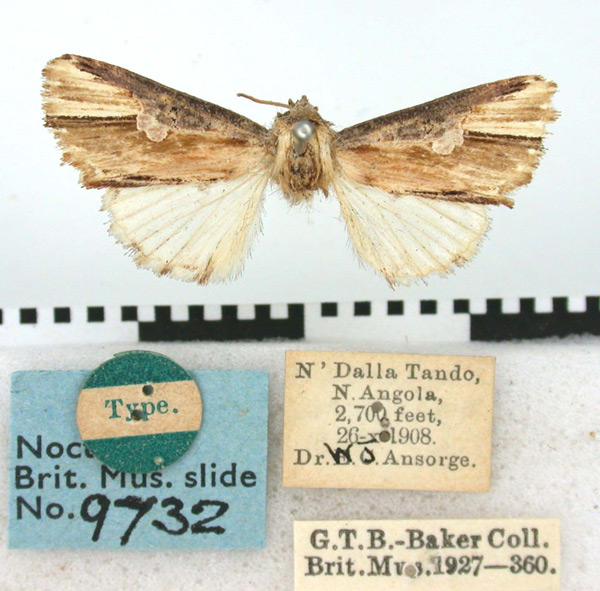 /filer/webapps/moths/media/images/P/pulchra_Phalerodes_HT_BMNH.jpg