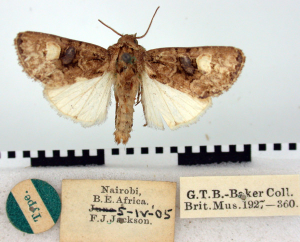 /filer/webapps/moths/media/images/P/pullomedia_Euplexia_HT_BMNH.jpg