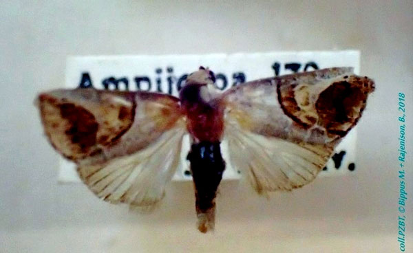 /filer/webapps/moths/media/images/P/pullula_Bryophilopsis_AM_PZBT.jpg