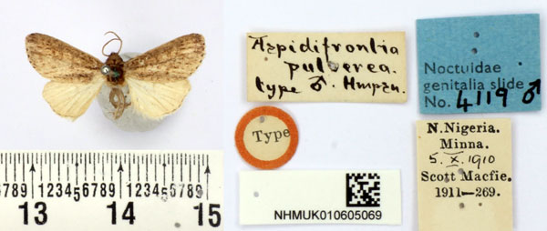 /filer/webapps/moths/media/images/P/pulverea_Aspidifrontia_HT_BMNH.jpg