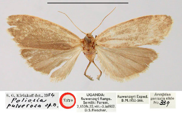 /filer/webapps/moths/media/images/P/pulverosa_Poliosia_HT_BMNH.jpg