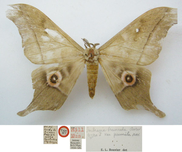 /filer/webapps/moths/media/images/P/pumila_Imbrasia_HT_NHMUKa.jpg