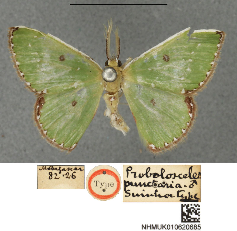 /filer/webapps/moths/media/images/P/punctaria_Comibaena_HT_BMNH.jpg
