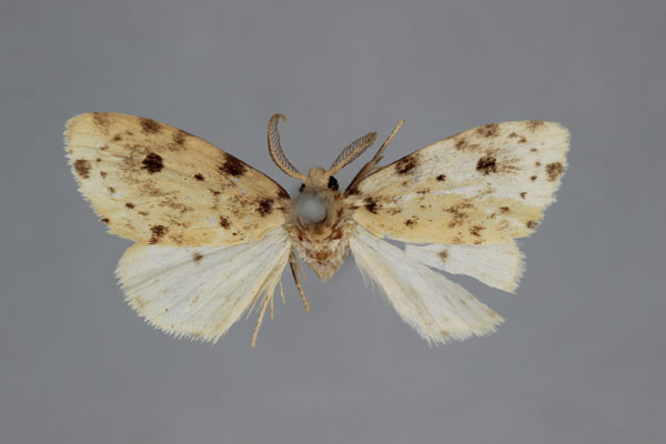 /filer/webapps/moths/media/images/P/punctata_Palaeosiccia_HT_BMNH.jpg