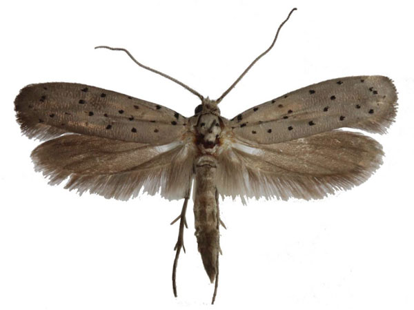 /filer/webapps/moths/media/images/P/puncticornis_Yponomeuta_AM_TMSA.jpg