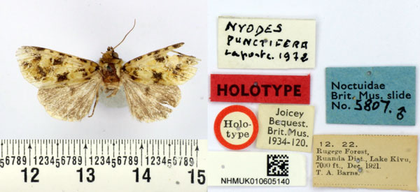 /filer/webapps/moths/media/images/P/punctifera_Nyodes_HT_BMNH.jpg
