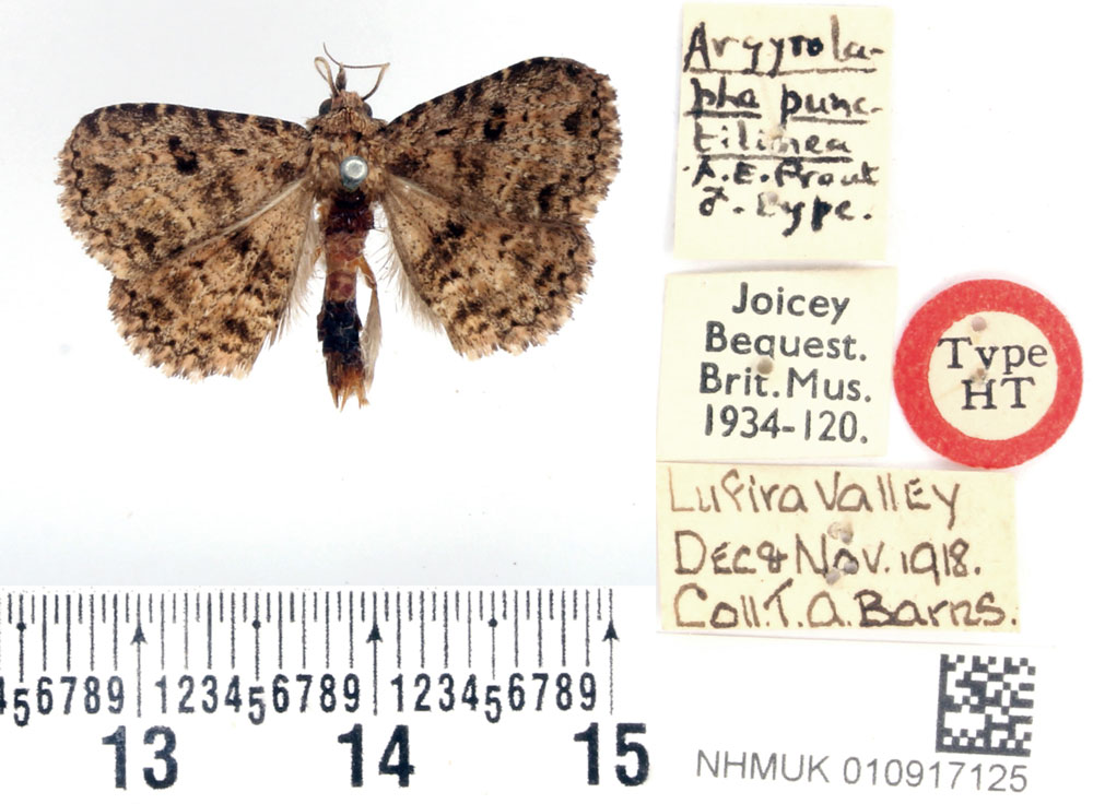 /filer/webapps/moths/media/images/P/punctilinea_Argyrolopha_HT_BMNH.jpg