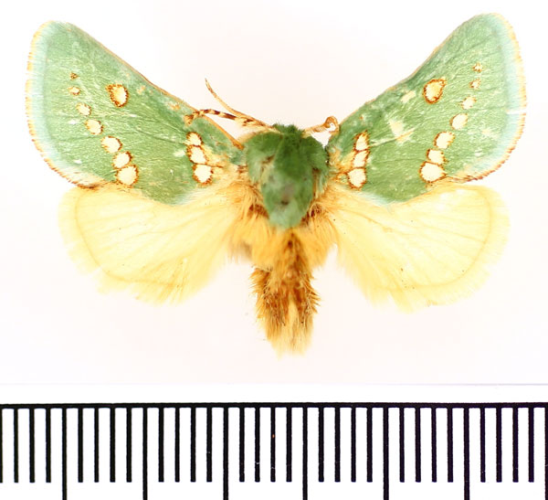 /filer/webapps/moths/media/images/P/punctistriga_Taeda_AM_BMNH.jpg