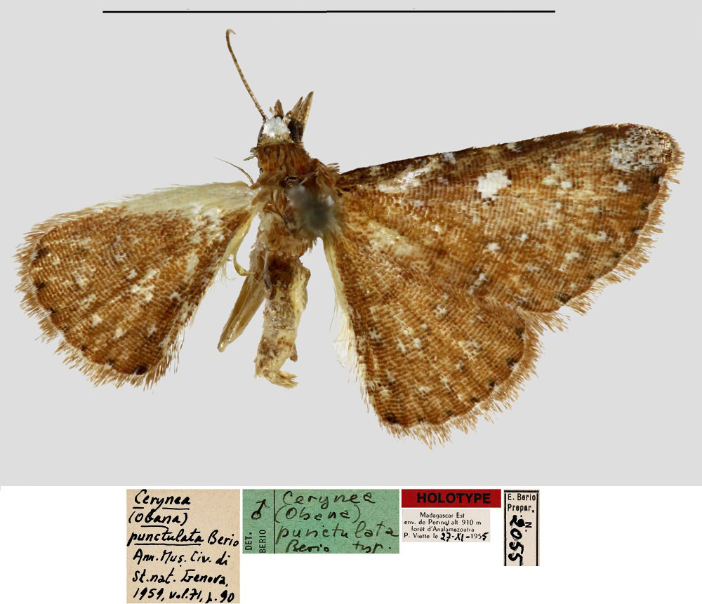 /filer/webapps/moths/media/images/P/punctulata_Cerynea_HT_MNHN.jpg
