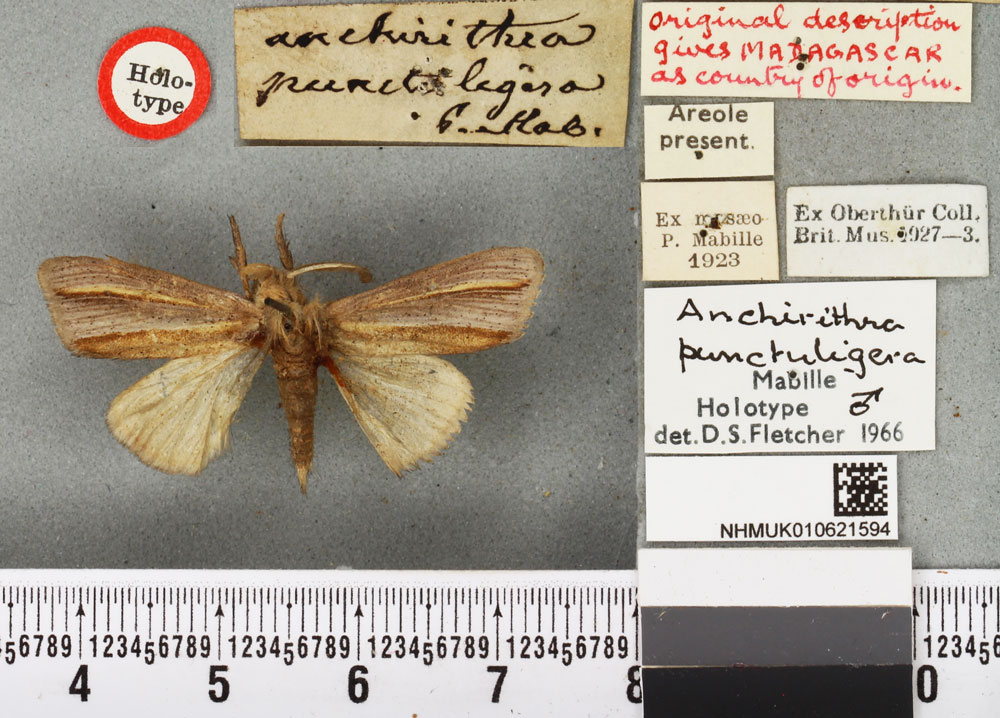 /filer/webapps/moths/media/images/P/punctuligera_Anchirithra_HT_BMNH.jpg