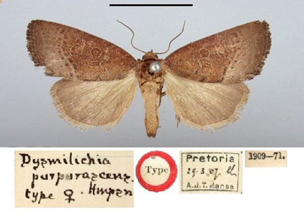 /filer/webapps/moths/media/images/P/purpurascens_Dysmilichia_HT_BMNH.jpg