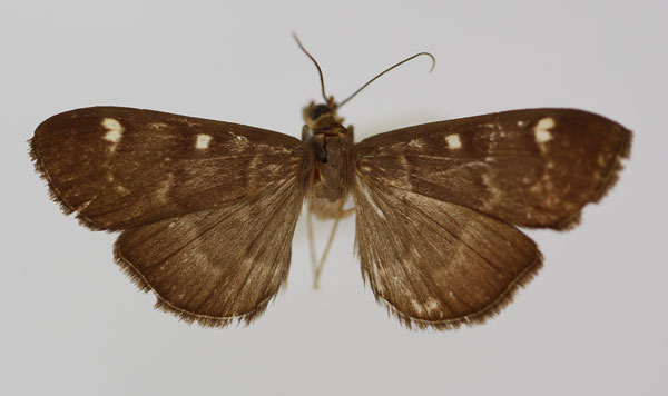 /filer/webapps/moths/media/images/P/purpurascens_Syllepte_HT_BMNH.jpg