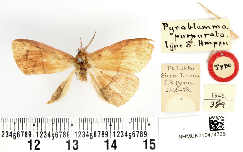 /filer/webapps/moths/media/images/P/purpurata_Pyroblemma_HT_BMNH.jpg
