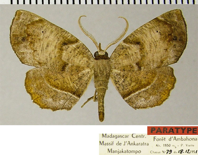 /filer/webapps/moths/media/images/P/purpurescens_Drepanogynis_PTM_ZSMa.jpg