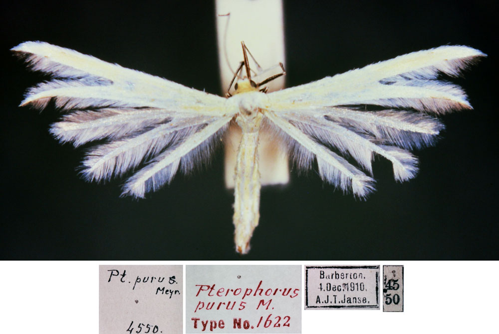 /filer/webapps/moths/media/images/P/purus_Pterophorus_HT_TMSA.jpg