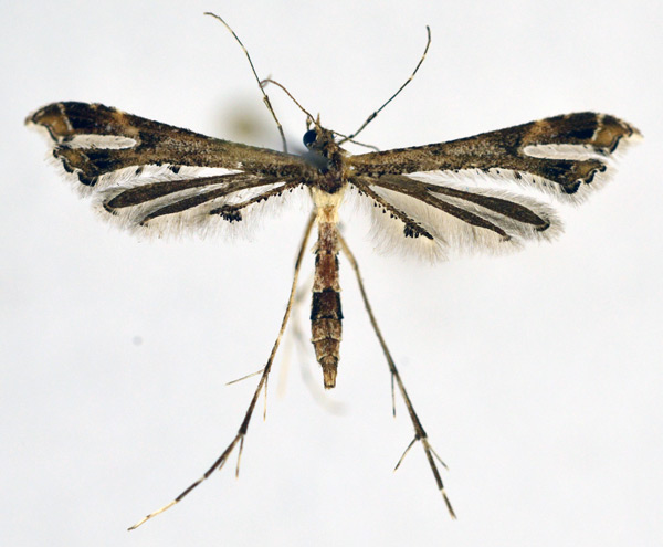 /filer/webapps/moths/media/images/P/pusillidactylus_Lantanophaga_A_NHMO_01.jpg