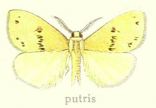 /filer/webapps/moths/media/images/P/putris_Euproctis_STM_Hering_28c.jpg