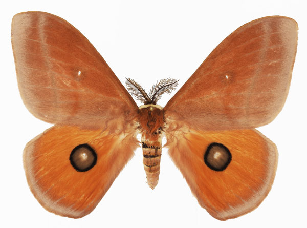 /filer/webapps/moths/media/images/P/pygmaea_Rohaniella_AM_Basquina.jpg