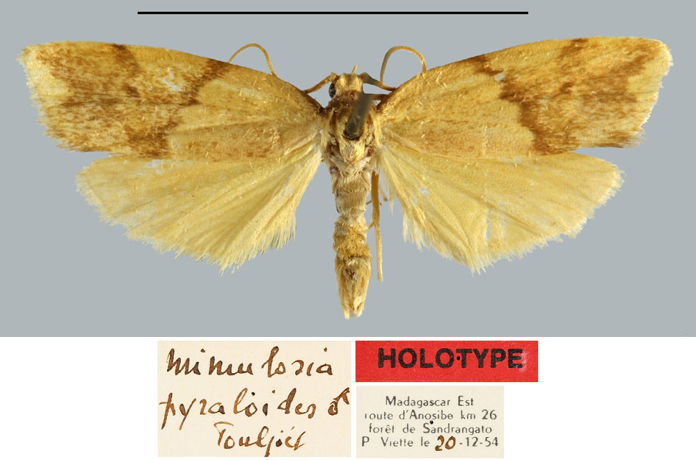 /filer/webapps/moths/media/images/P/pyraloides_Mimulosia_HT_MNHN.jpg