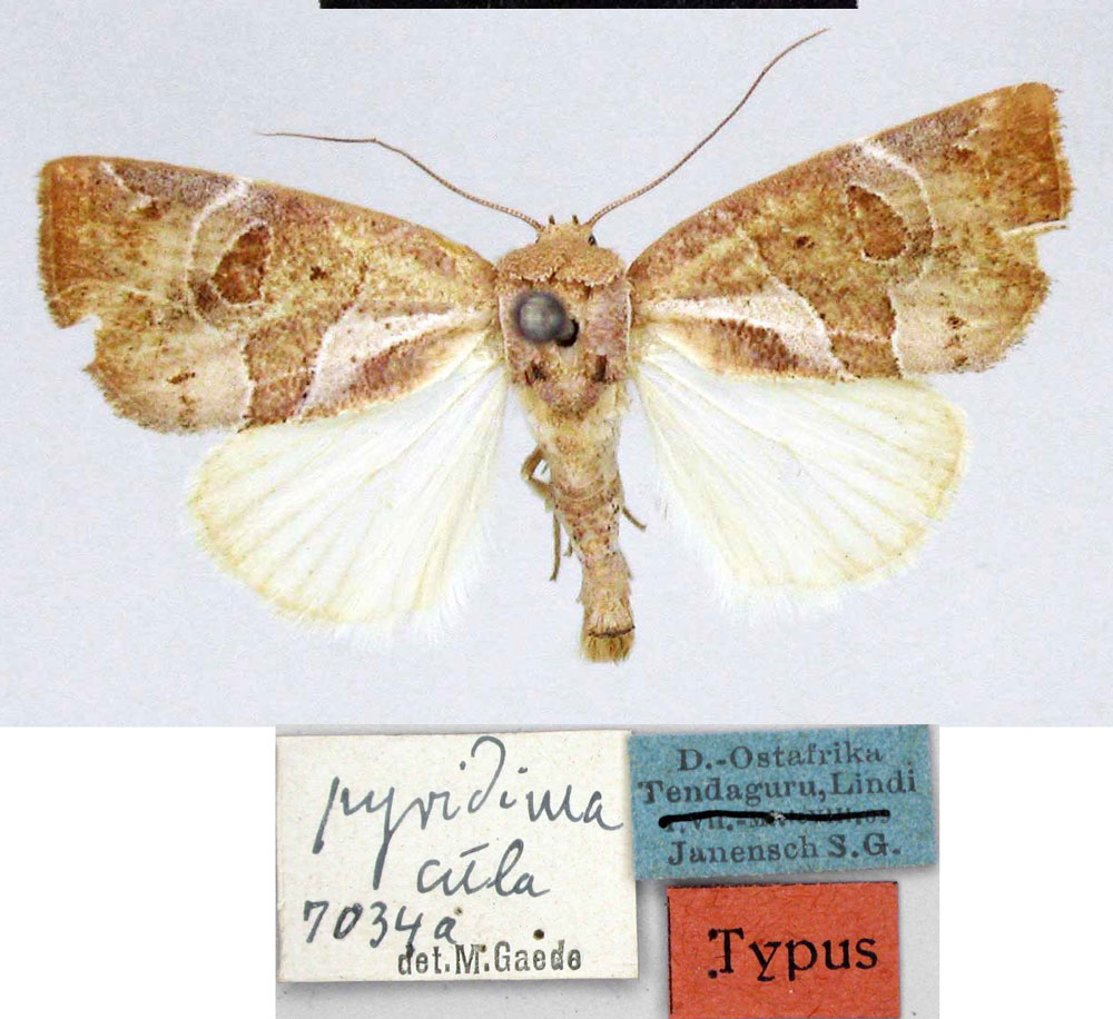/filer/webapps/moths/media/images/P/pyridimacula_Westermannia_HT_ZMHB.jpg