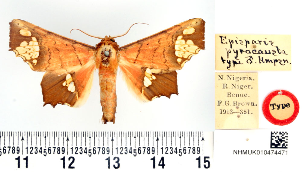 /filer/webapps/moths/media/images/P/pyrocausta_Episparis_HT_BMNH.jpg